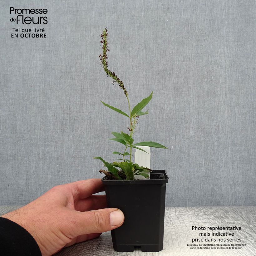 Ejemplar de Veronicastrum virginicum Adoration Maceta de 8/9 cm entregado en otoño