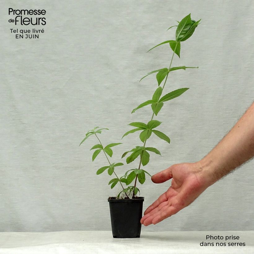Ejemplar de Veronicastrum virginicum Adoration - Véronique de Virginie Godet de 9cm entregado en verano