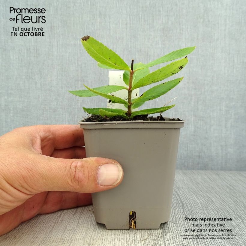 Ejemplar de Veronicastrum virginicum Challenger Maceta de 8/9 cm entregado en otoño