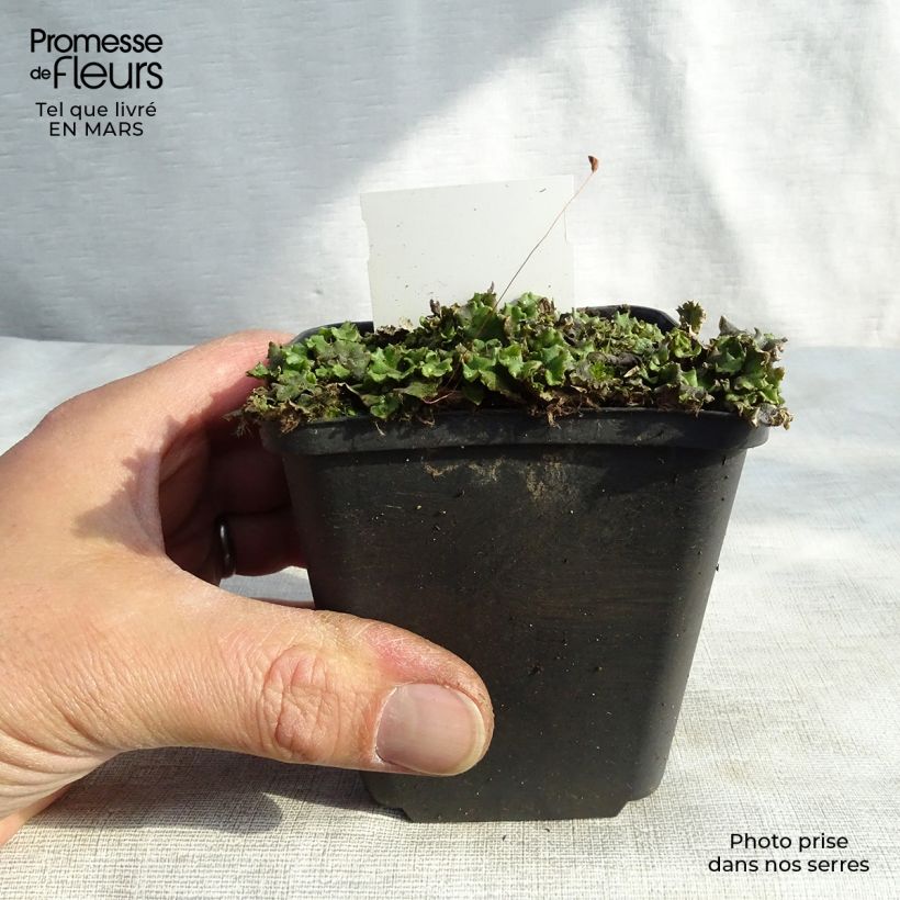 Veronicastrum virginicum Green Tip Maceta de 8/9 cm Ejemplar entregado en invierno