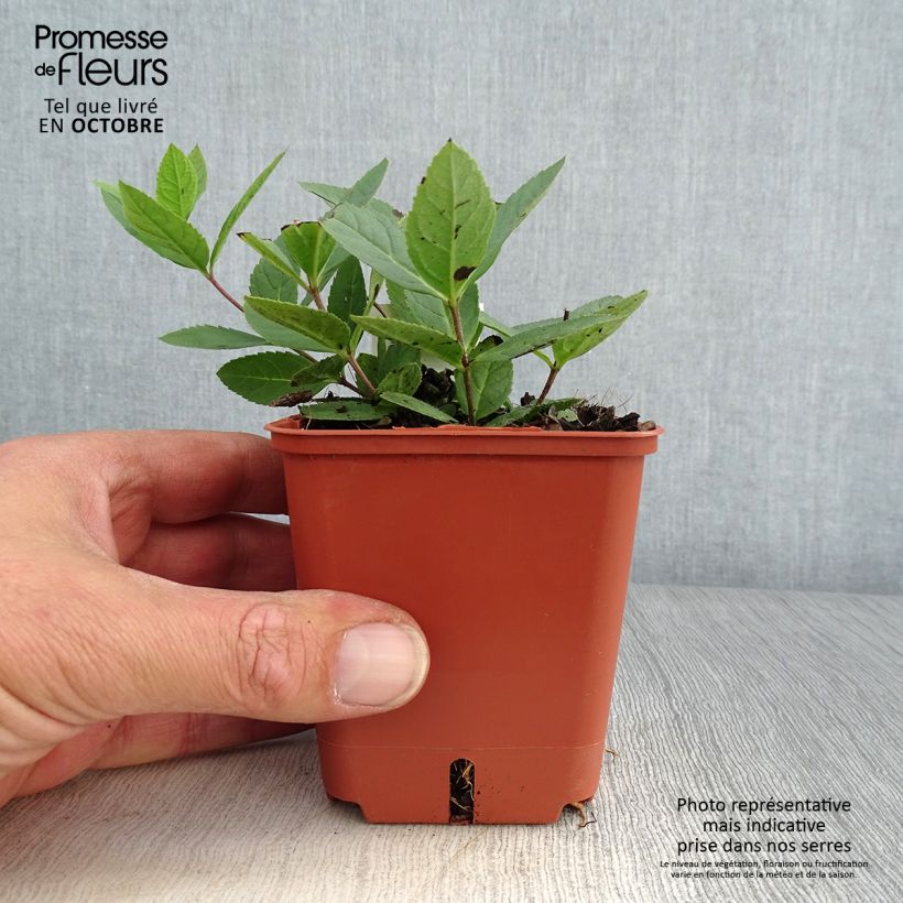 Ejemplar de Veronicastrum virginicum Kleine Erika Maceta de 8/9 cm entregado en otoño