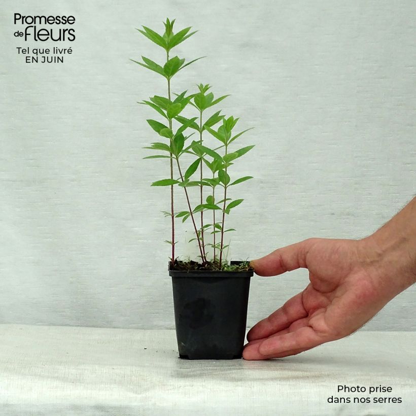 Ejemplar de Veronicastrum virginicum Pink Glow - Véronique de Virgine rose Godet de 9cm entregado en verano