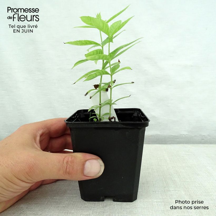 Ejemplar de Veronicastrum virginicum Spring Dew - Véronique de Virginie Godet de 8 cm entregado en verano