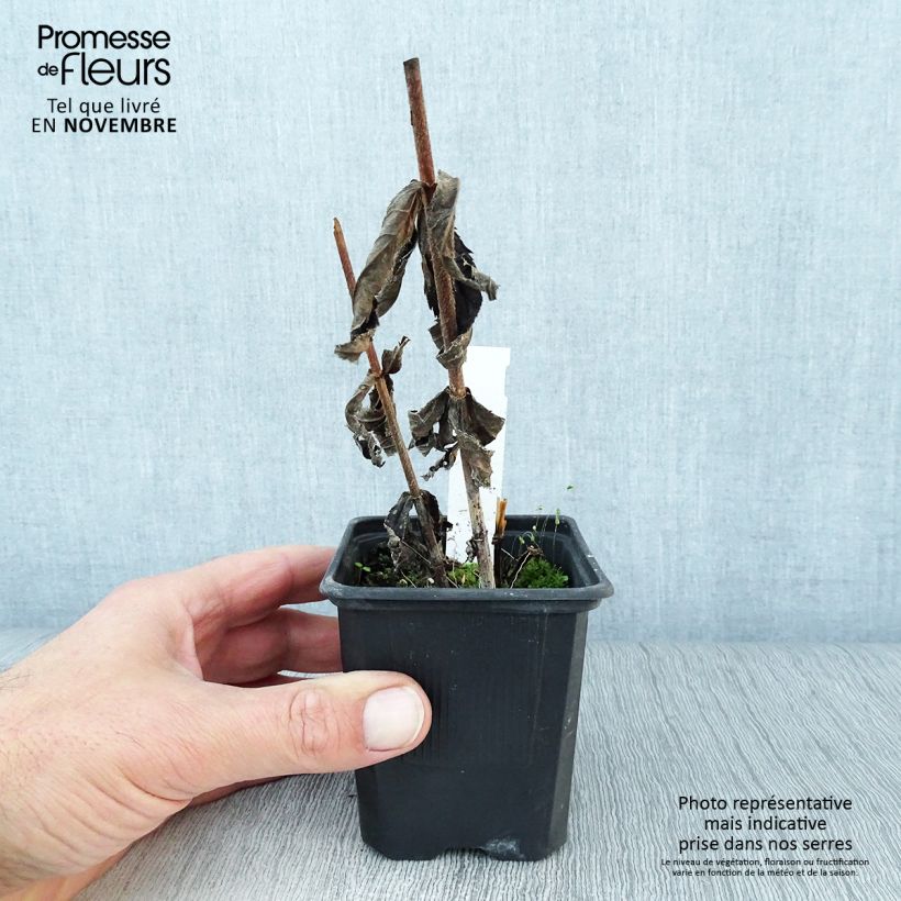 Ejemplar de Veronicastrum virginicum var. album Maceta de 8/9 cm entregado en otoño