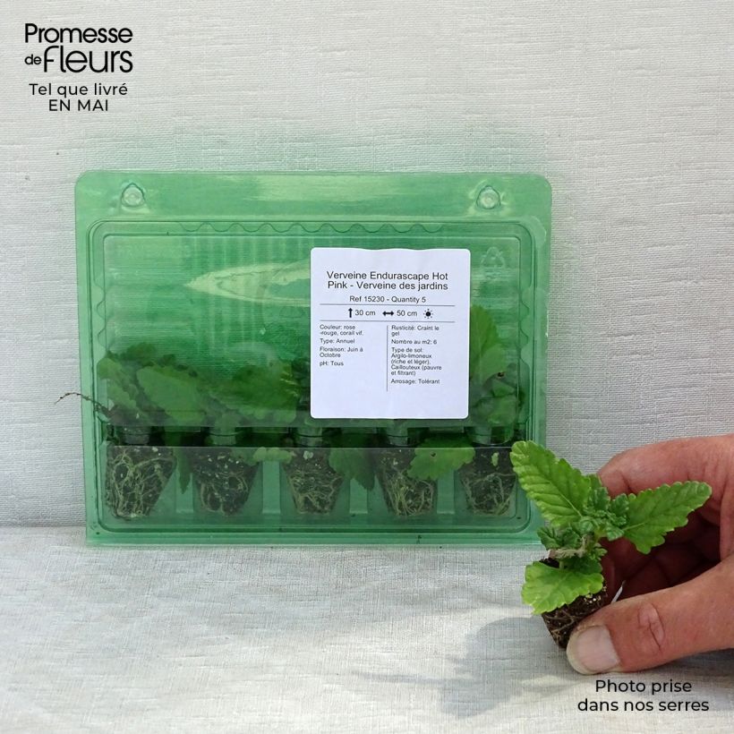 Verbena Endurascape Hot Pink minicepellón: Ø 3/4 cm Ejemplar entregado en la primavera