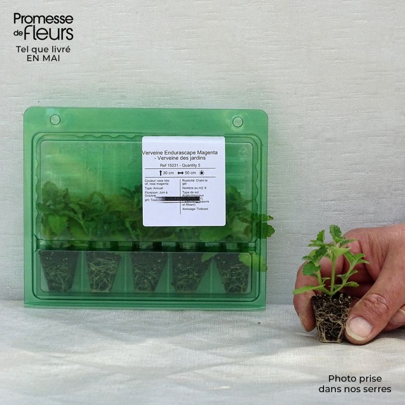 Verbena Endurascape Magenta minicepellón: Ø 3/4 cm Ejemplar entregado en la primavera