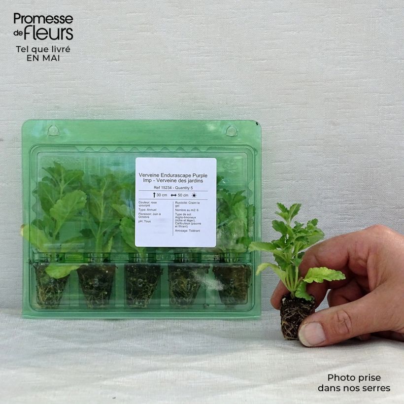 Verbena Endurascape Purple Imp minicepellón: Ø 3/4 cm Ejemplar entregado en la primavera