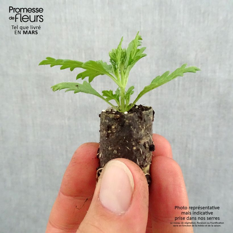 Verbena Lavender White minicepellón: Ø 1,5/2,5 cm Ejemplar entregado en la primavera