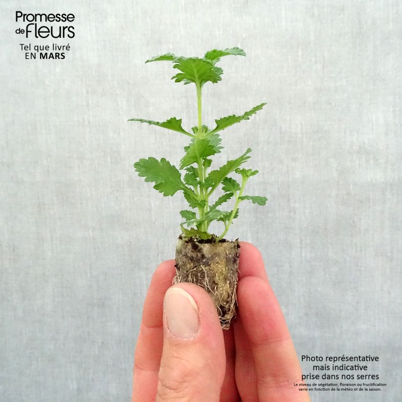 Verbena Superbena Royale Peachy Keen minicepellón: Ø 1,5/2,5 cm Ejemplar entregado en la primavera