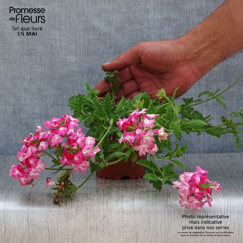 Verbena Superbena Royale Peachy Keen Maceta de 10 cm/11 cm Ejemplar entregado en la primavera
