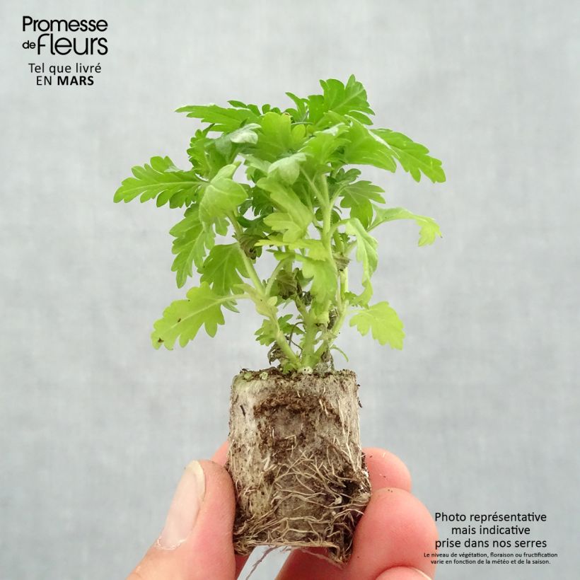 Verbena Virgo Burgundy minicepellón: Ø 3/4 cm Ejemplar entregado en la primavera