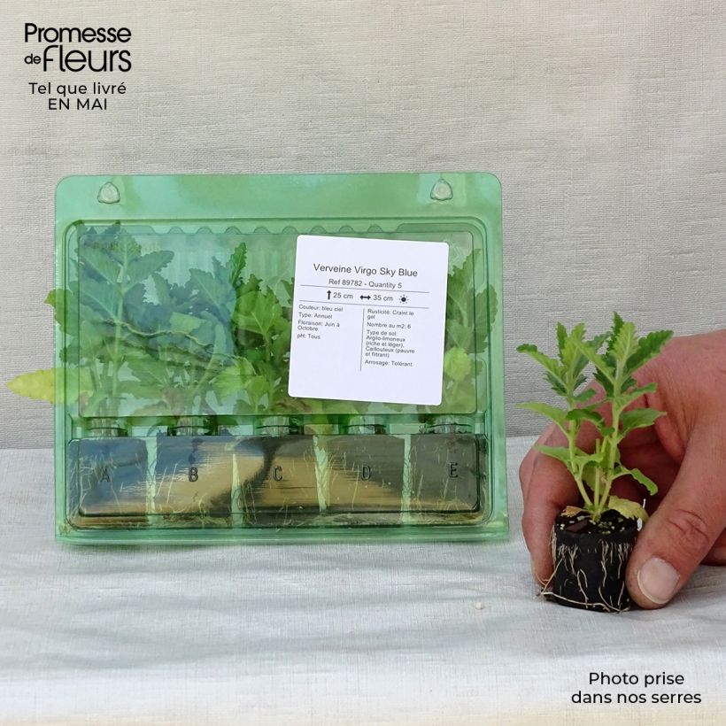Verbena Virgo Sky Blue minicepellón: Ø 3/4 cm Ejemplar entregado en la primavera
