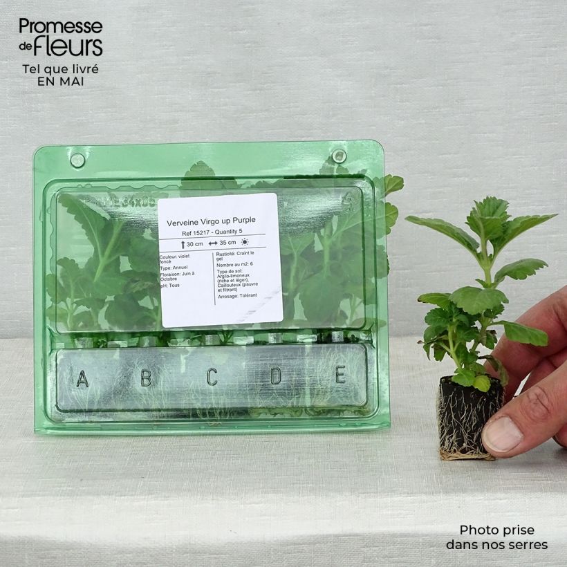 Verbena Virgo up Purple minicepellón: Ø 3/4 cm Ejemplar entregado en la primavera