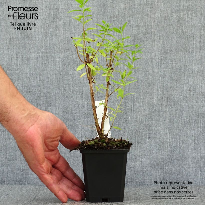 Ejemplar de Hierba Luisa - Aloysia triphylla Maceta de 7/8 cm entregado en verano