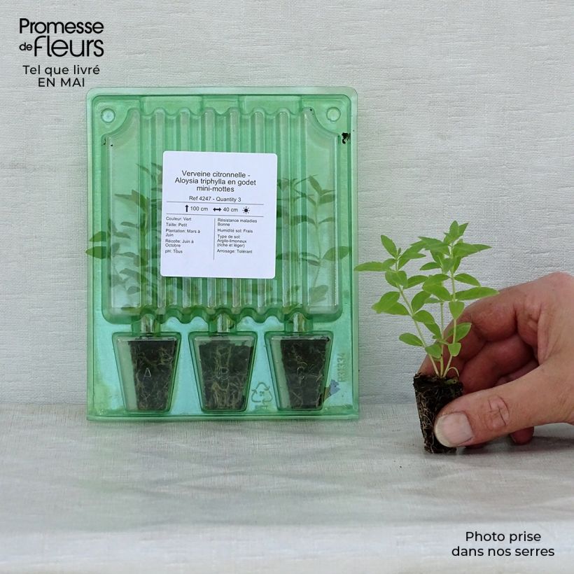 Hierba Luisa - Aloysia triphylla minicepellón: Ø 1,5/2,5 cm Ejemplar entregado en la primavera