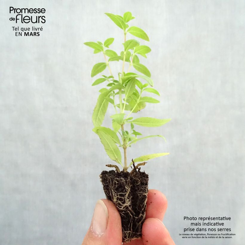 Cedrón BIO - Aloysia citriodora minicepellón: Ø 3/4 cm Ejemplar entregado en la primavera