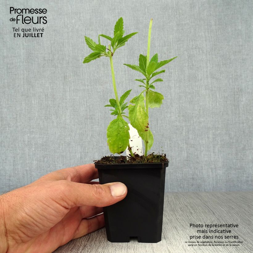 Ejemplar de Verbena hastata White Spires Maceta de 8/9 cm entregado en verano
