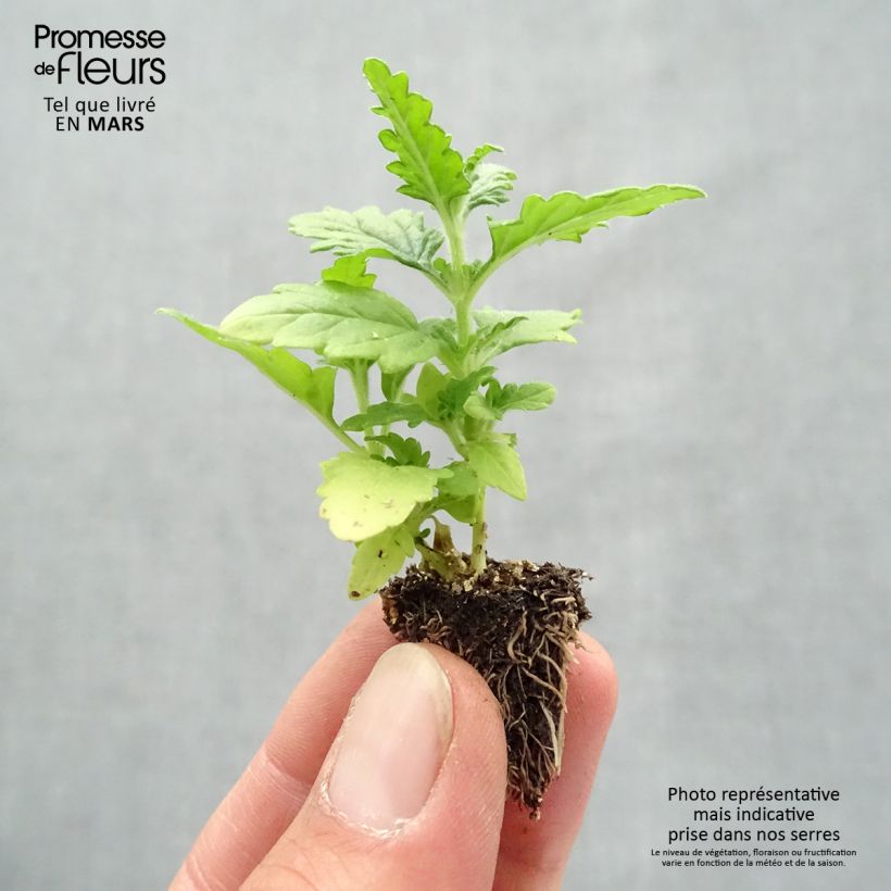 Verbena Quartz Mix minicepellón: de 2,2 cm x 2 cm en bandeja de cultivo por 35 Ejemplar entregado en la primavera