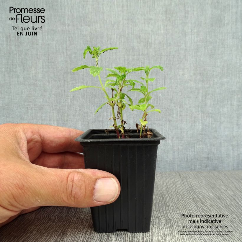 Ejemplar de Verbena BIO - Verbena officinalis Maceta de 7/8 cm entregado en verano