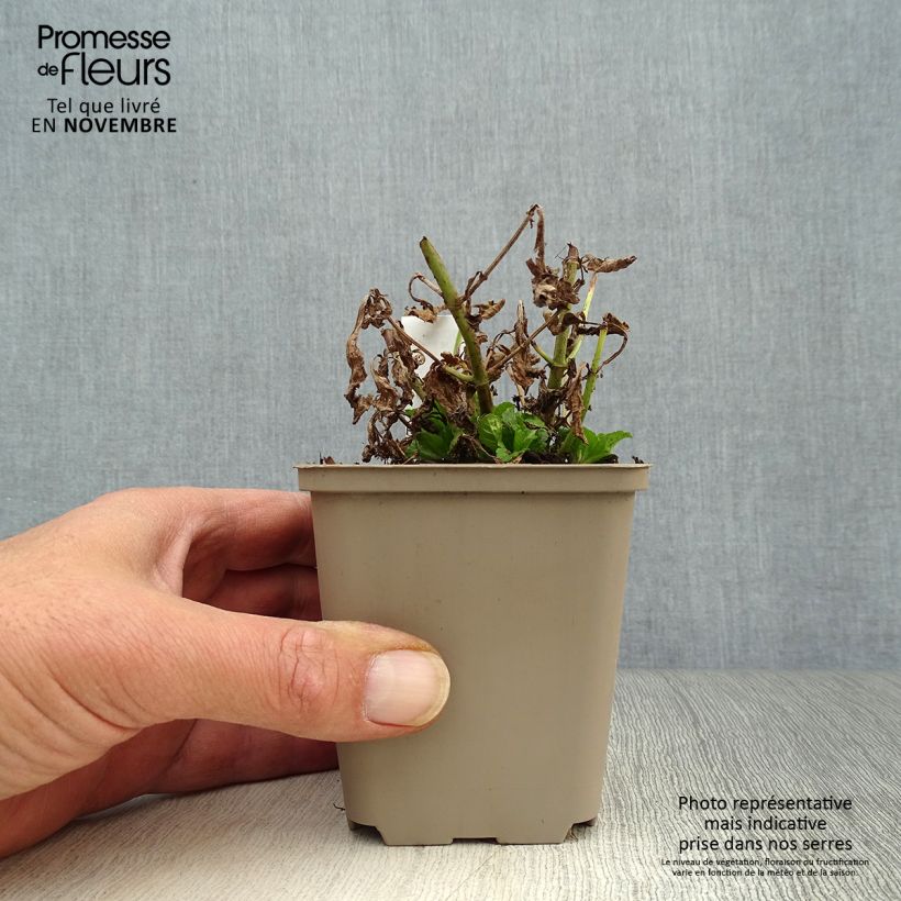 Ejemplar de Verbena - Verbena officinalis Maceta de 8/9 cm entregado en otoño