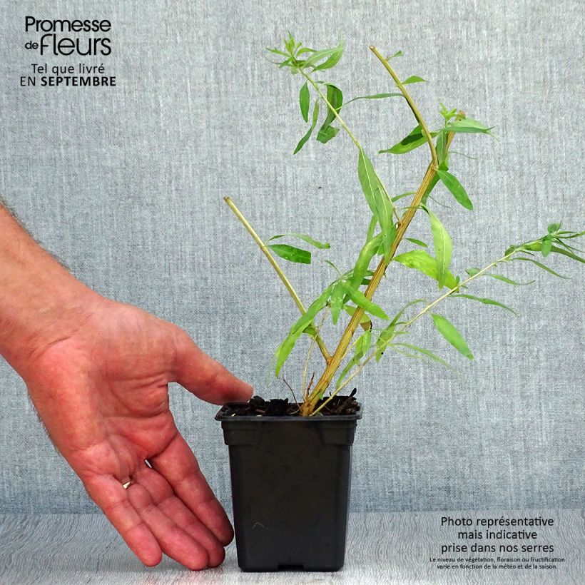 Ejemplar de Cedrón BIO - Aloysia citriodora minicepellón: Ø 3/4 cm entregado en otoño