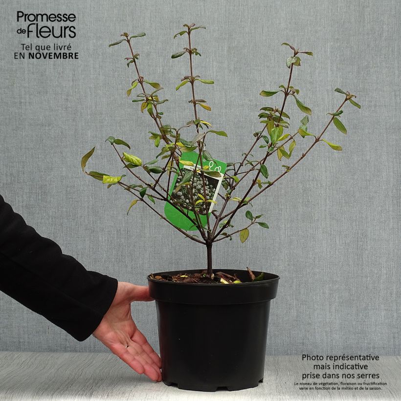 Ejemplar de Viburnum burkwoodii Conoy - Viburno Maceta 4L/5L entregado en otoño