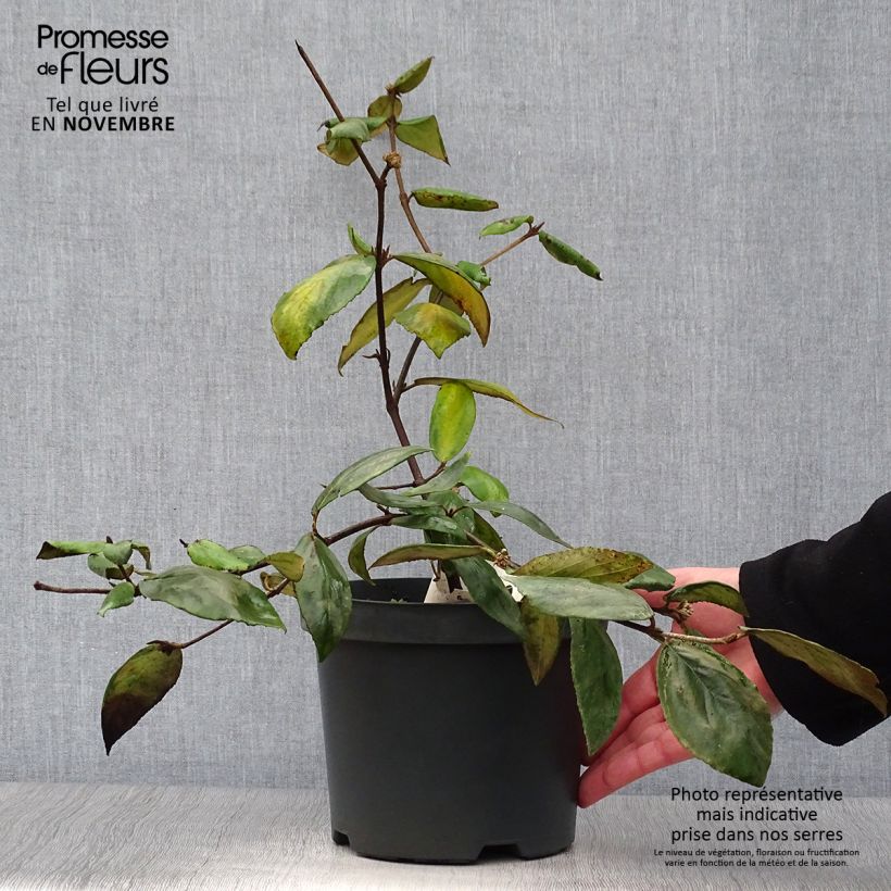 Ejemplar de Viburnum burkwoodii - Viburno Maceta 3L/4L entregado en otoño