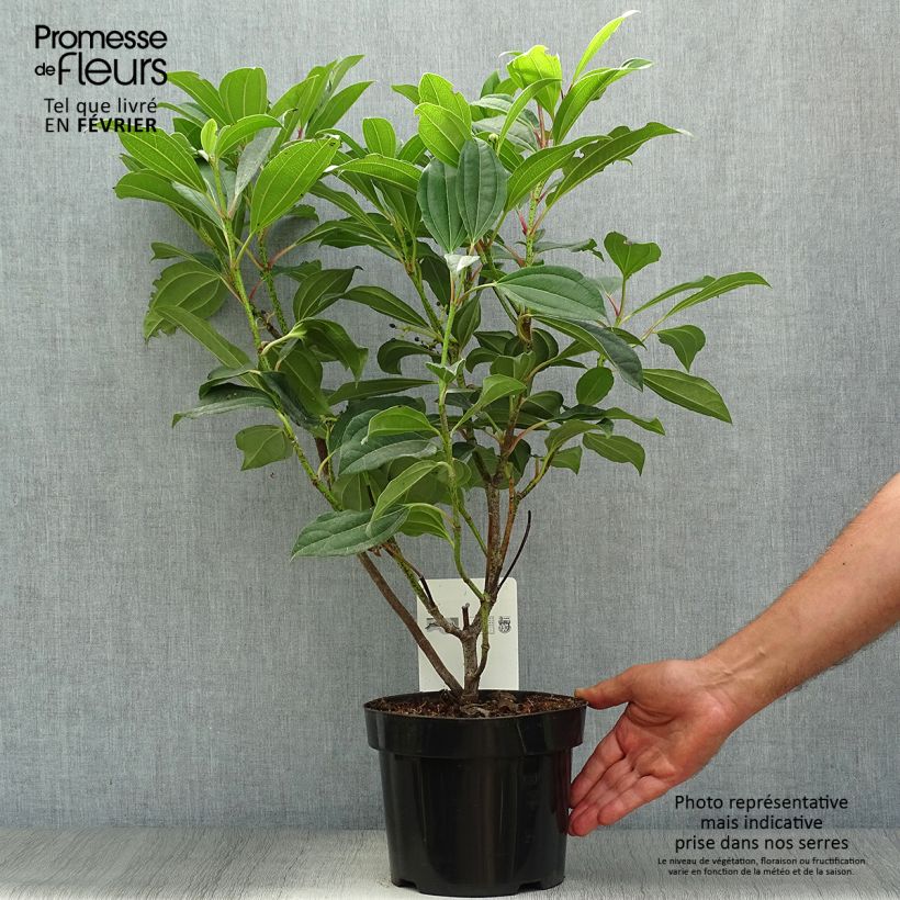 Ejemplar de Viburnum davidii - Viburno chino Maceta 3L/4L entregado en otoño