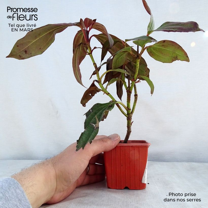 Viburnum davidii - Viburno chino Maceta de 8/9 cmAltura de entrega aprox. 10/15cm Ejemplar entregado en la primavera