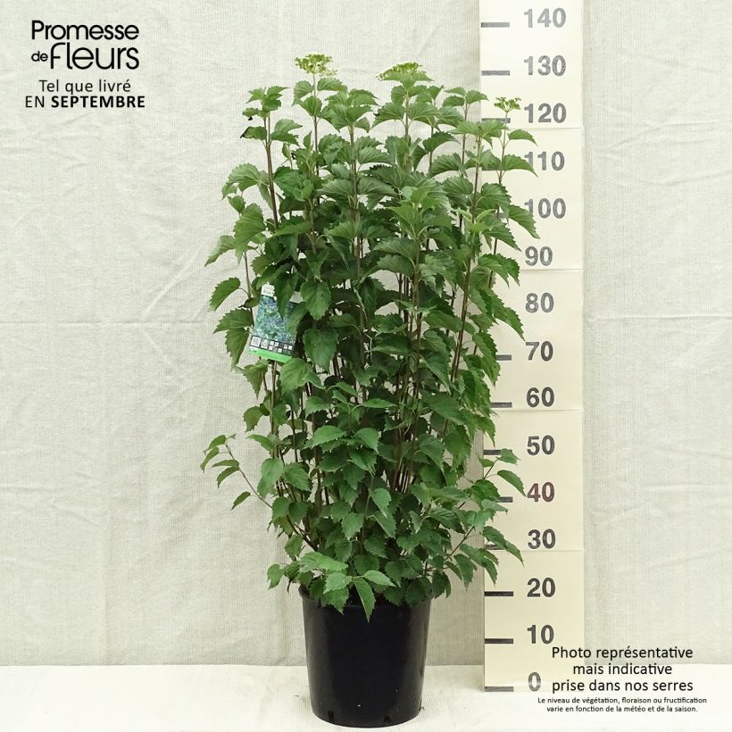 Ejemplar de Viburnum dentatum Blue Muffin - Viburno Maceta 12L/15L entregado en otoño