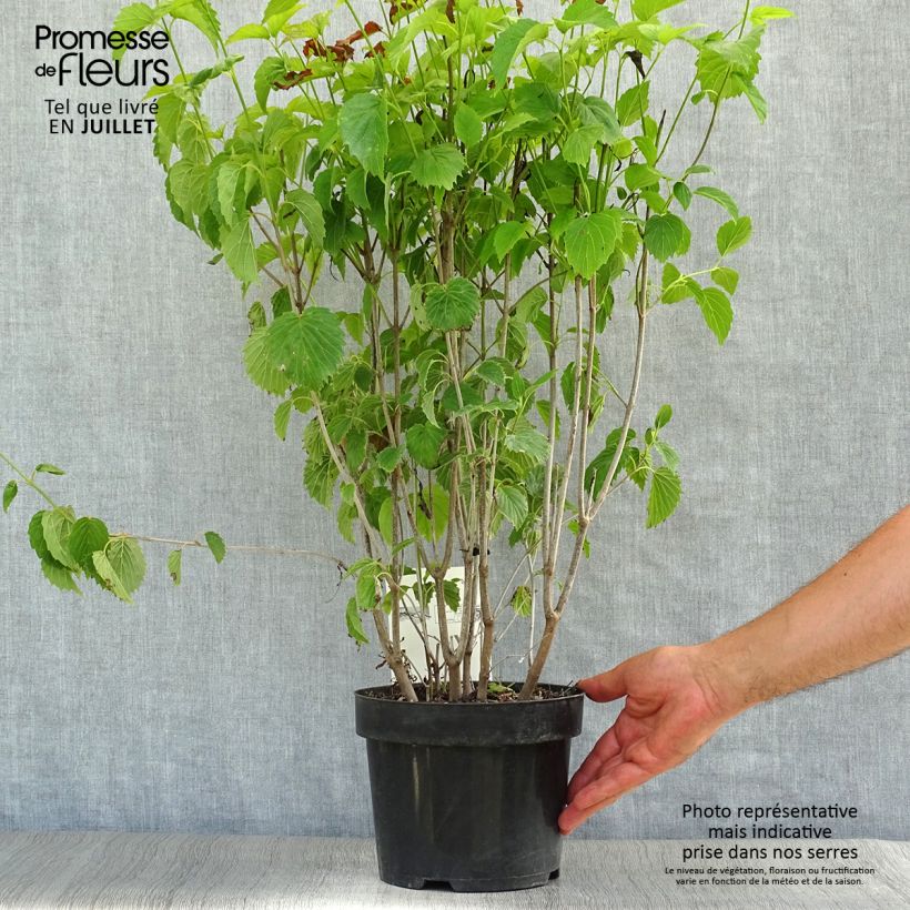 Ejemplar de Viburnum dentatum Blue Muffin - Viburno Maceta 3L/4LAltura de entrega aprox. 40+cm entregado en verano