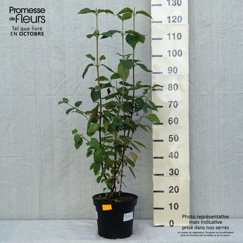Ejemplar de Viburnum lantana - Morrionera Maceta 7,5L/10L entregado en otoño