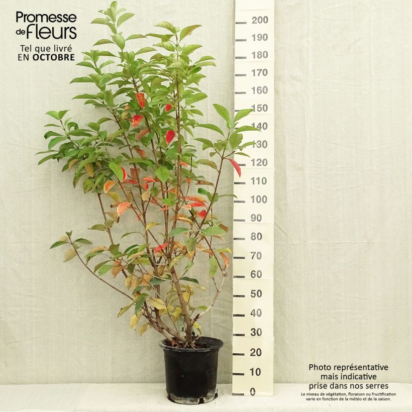 Ejemplar de Viburnum lucidum - Viburno Maceta 2L/3L entregado en otoño
