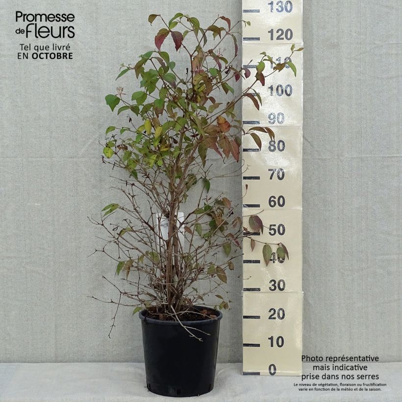 Ejemplar de Viburnum plicatum Watanabe - Viburno de China Maceta 12L/15L entregado en otoño