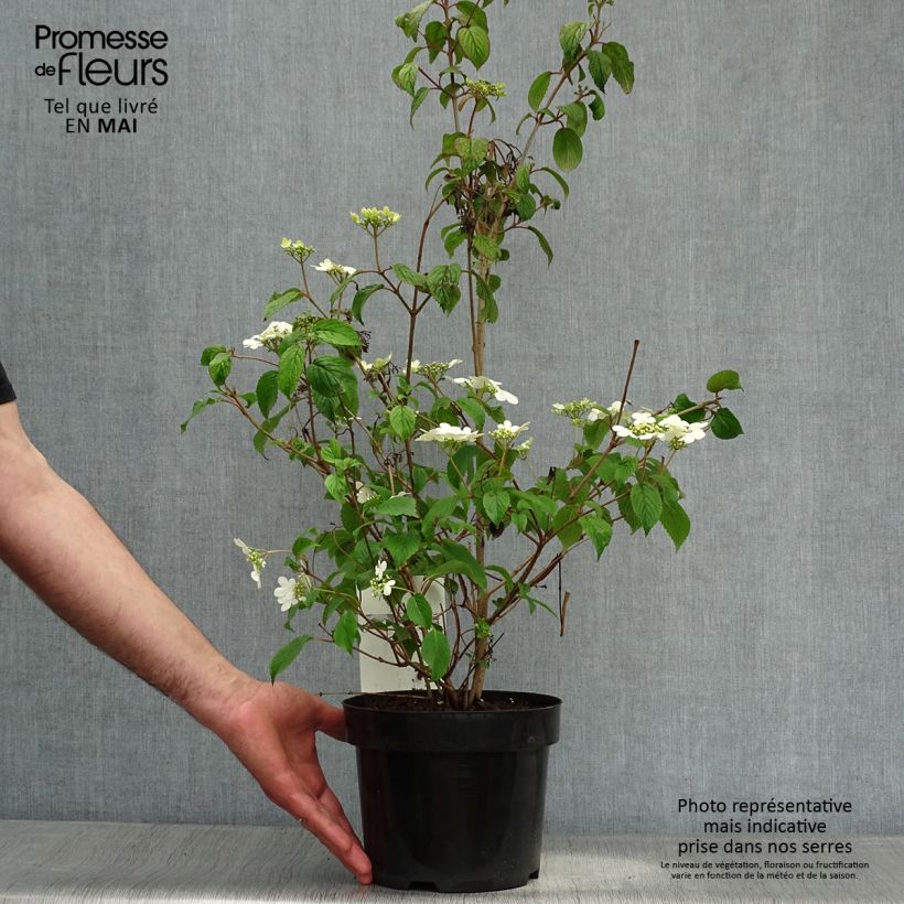 Viburnum plicatum Watanabe - Viburno de China Maceta 3L/4LAltura de entrega aprox. 50/60cm Ejemplar entregado en la primavera