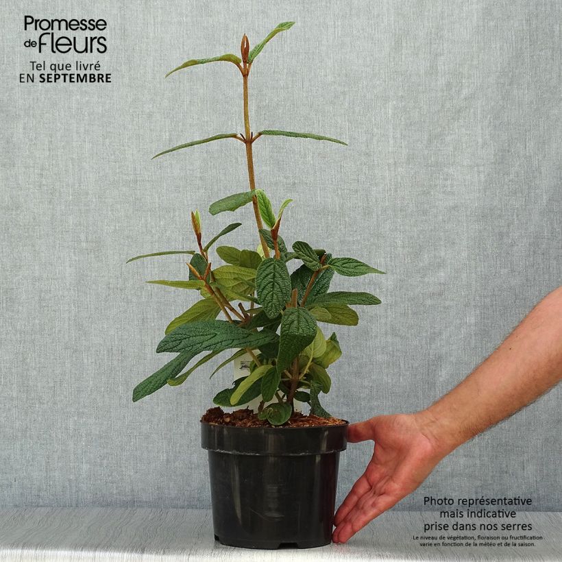 Ejemplar de Viburnum rhytidophyllum - Viburno Maceta 2L/3L entregado en otoño