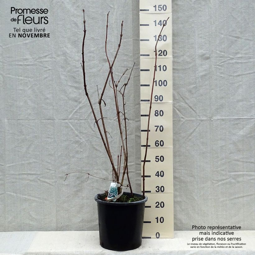 Ejemplar de Viburnum sargentii Onondaga - Viburno Maceta 18L/20L entregado en otoño