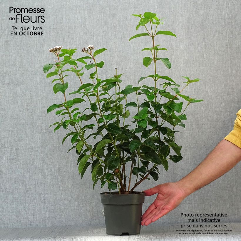 Ejemplar de Viburnum tinus Eve Price - Durillo Maceta 2L/3L entregado en otoño
