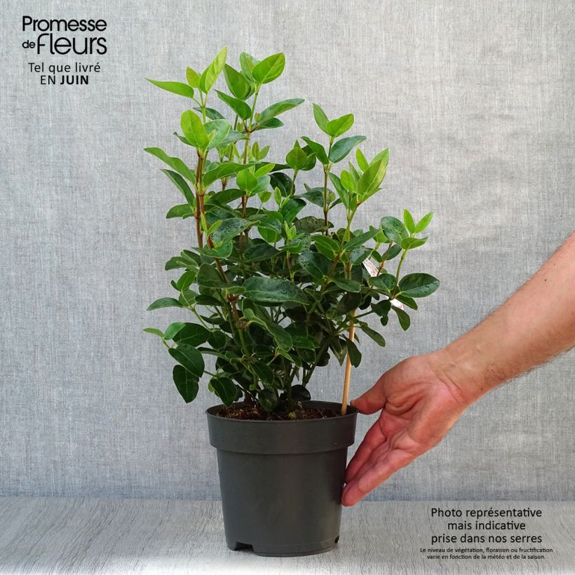 Ejemplar de Viburnum tinus Eve Price - Durillo Maceta 2L/3LAltura de entrega aprox. 15/20cm entregado en verano
