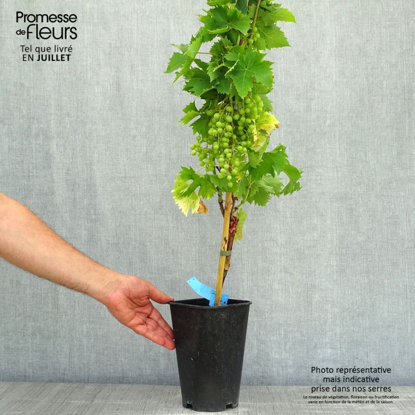 Ejemplar de Vid Ampelia Aladin Maceta 2L/3LAltura de entrega aprox. 60/70cm entregado en verano