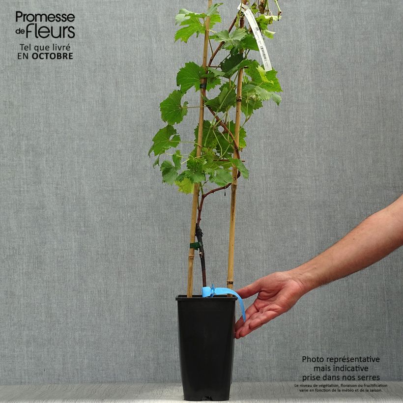 Ejemplar de Vid Ampelia Perdin Maceta 1,5L/2L entregado en otoño