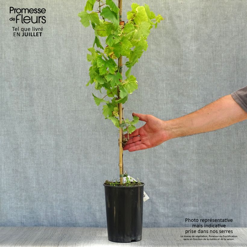Ejemplar de Vid Chardonnay Maceta 2L/3LAltura de entrega aprox. 80/100cm entregado en verano