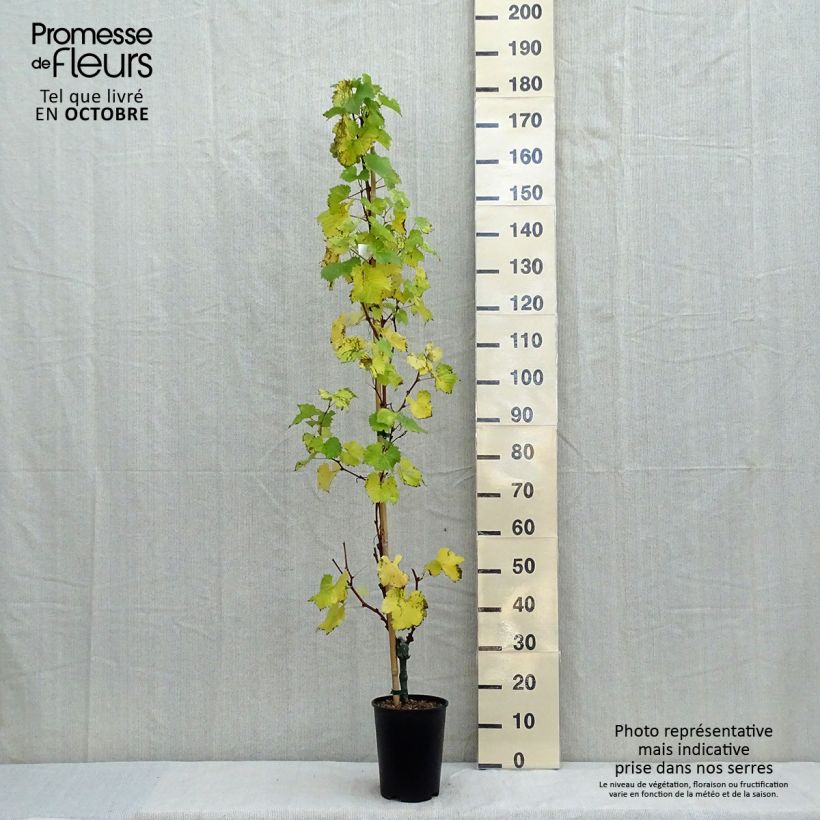 Ejemplar de Vid EVITA Maceta 4L/5L entregado en otoño
