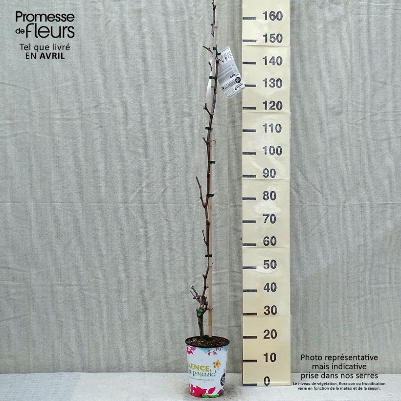 Vid Katharina Maceta 4L/5LAltura de entrega aprox. 100/125cm Ejemplar entregado en la primavera