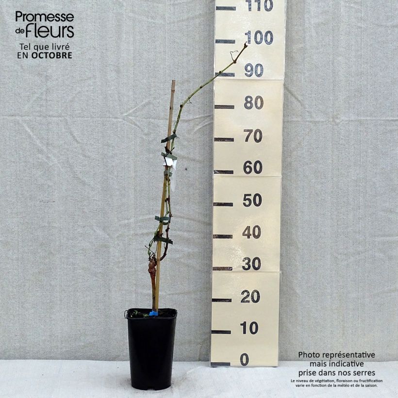 Ejemplar de Vid Ora ZPd4 Maceta 2L/3L entregado en otoño