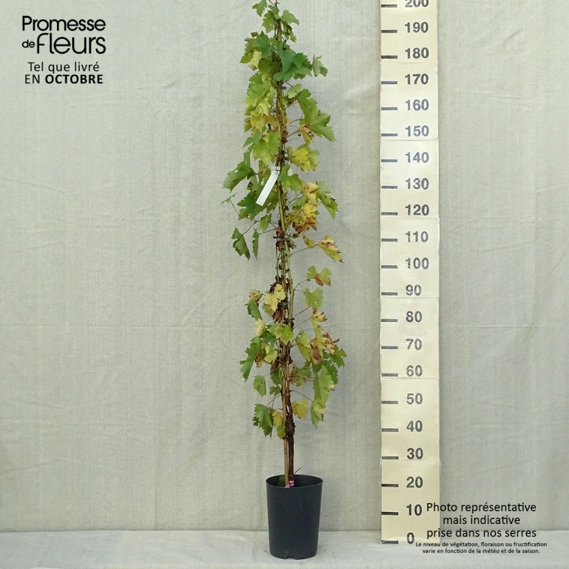 Ejemplar de Vid Argentina (GARGIULO 130387) Maceta 4L/5L entregado en otoño