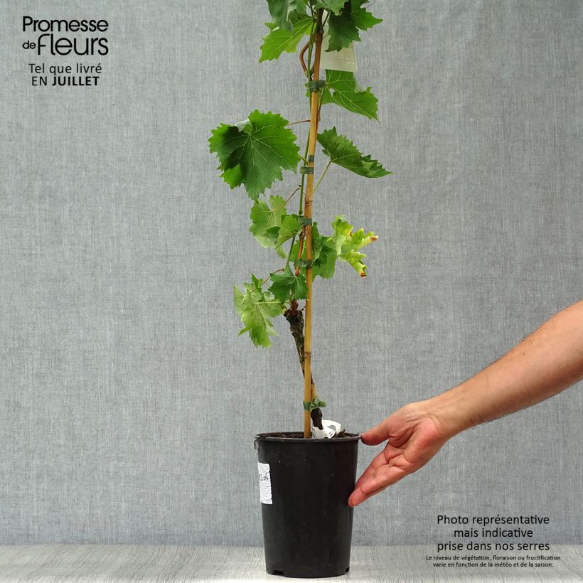 Ejemplar de Vid Muscat Bleu ZPd4 Maceta 2L/3LAltura de entrega aprox. 60/70cm entregado en verano