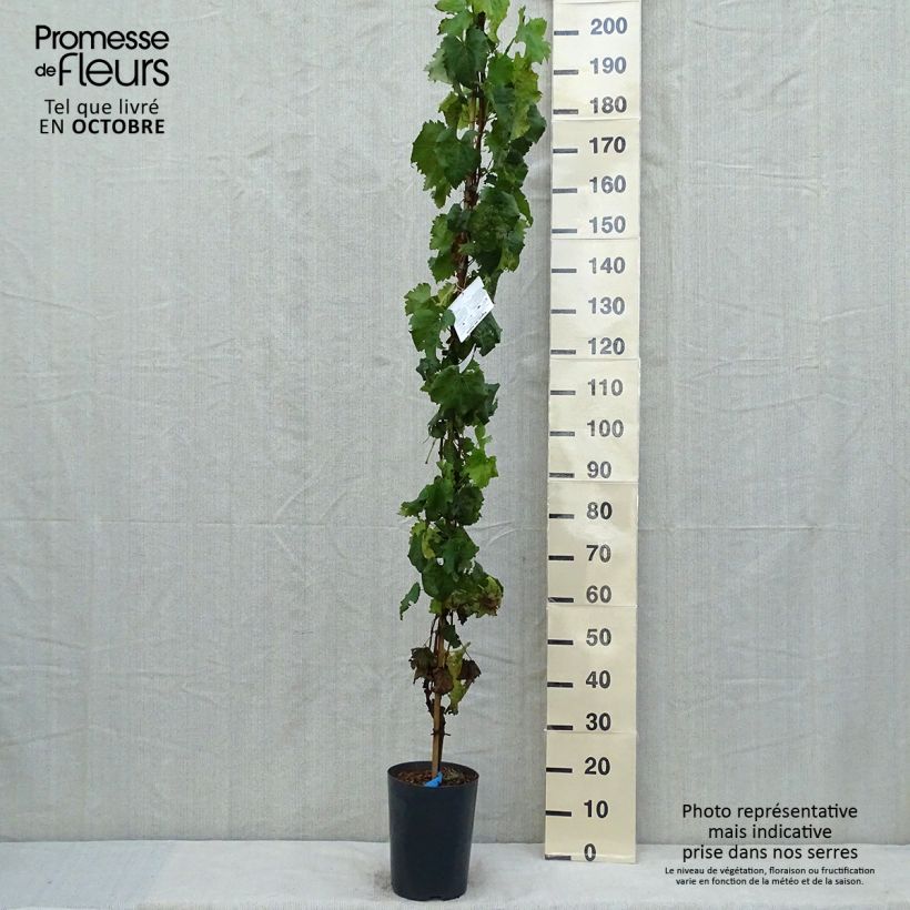 Ejemplar de Vid Muscat Bleu ZPd4 Maceta 4L/5L entregado en otoño
