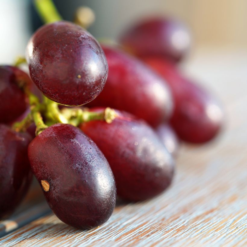 Vid Crimson Seedless (Cosecha)
