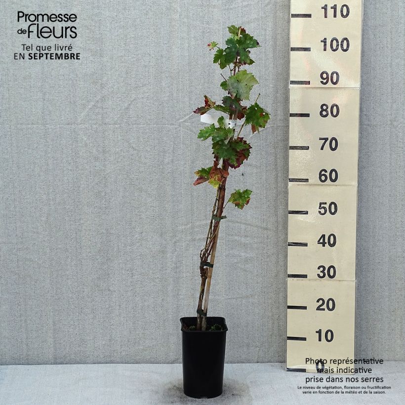 Ejemplar de Vid Roi des Précoces Maceta 2L/3LAltura de entrega aprox. 60/70cm entregado en verano